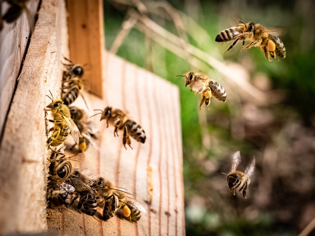 Beekeeping guide to starting your own hive