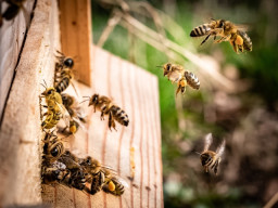 Beekeeping guide to starting your own hive